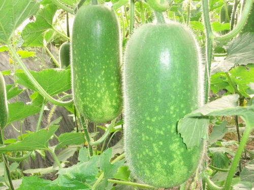 炒作吃瓜案例视频大全,热门炒作案例视频大盘点