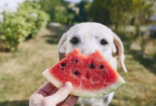 狗子可以吃生吊瓜吗视频,探索生吊瓜在宠物饮食中的可能性