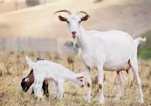 夜枫中的羊吃瓜视频,瓜田里的欢乐时光