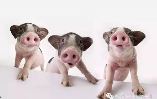 泡水瓜可以给猪吃吗视频,猪的绿色美食新选择