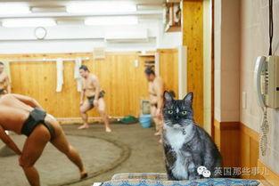 相扑猫吃瓜视频在线观看,萌宠版相扑盛宴，在线观看笑翻天