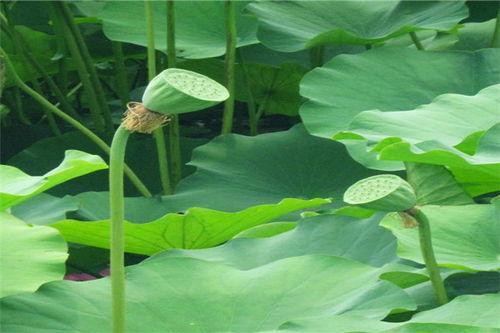 瓜吃虫子的视频,自然界的奇妙生态互动