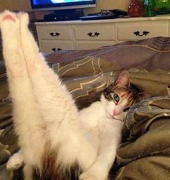 家人吵架猫咪吃瓜原视频,目睹家人吵架场面逗趣十足