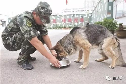 警犬吃瓜事件视频播放,一场关于忠诚与误会的网络风暴