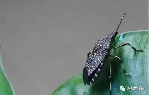 臭屁虫吃瓜吐籽视频,趣味互动，萌态十足