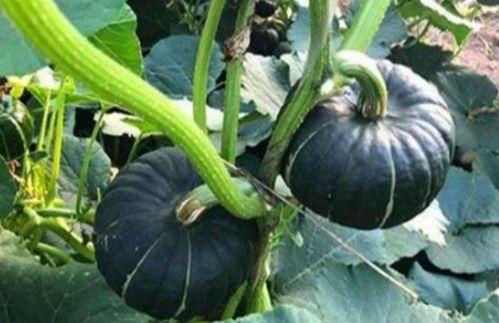 网红拍摄视频吃瓜,趣味横生瞬间回顾