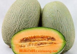 黄胖子吃哈密瓜可以吗视频,甜蜜滋味尽收眼底