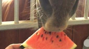 吃瓜实拍短视频拍摄,揭秘吃瓜群众的快乐瞬间