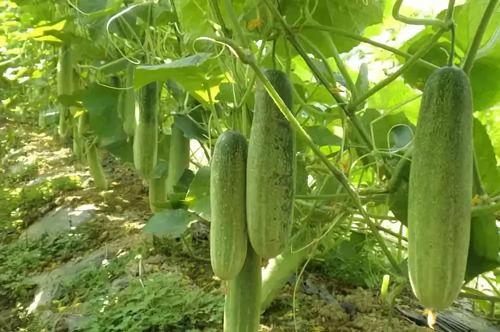 蒲瓜怎么吃有毒没毒呢视频,如何辨别有毒与无毒