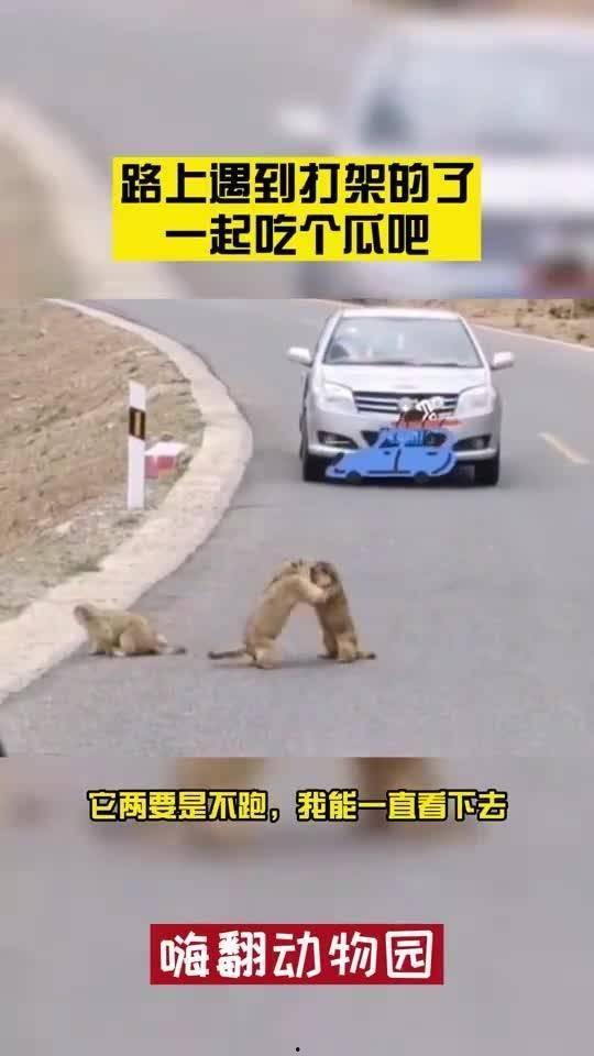 路上遇到吃瓜视频