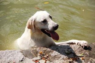 梗犬可以吃哈密瓜吗视频