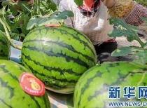 如东吃瓜事件最新消息视频,最新视频揭露惊人内幕