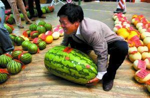 万荣吃瓜比赛视频,一场视觉与味觉的双重盛宴